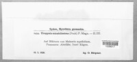 Cumminsiella mirabilissima image